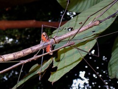 Phaenopharos struthioneus