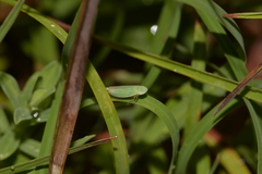 Linnavuoriella arcuata