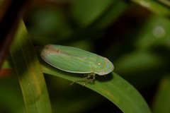 Linnavuoriella arcuata