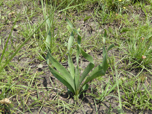 Nerine krigei