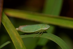 Linnavuoriella arcuata
