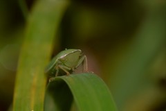 Linnavuoriella arcuata