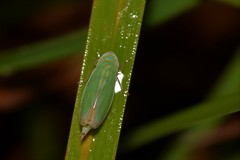 Linnavuoriella arcuata