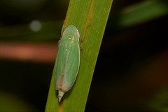 Linnavuoriella arcuata