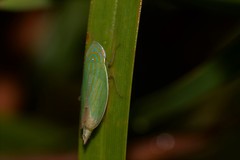 Linnavuoriella arcuata