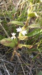 Silene noctiflora