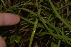 Linnavuoriella arcuata