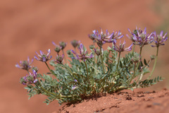 Astragalus petraeus