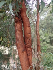 Eucalyptus longifolia