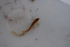 Microlipophrys canevae