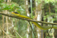 Chironius bicarinatus