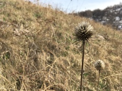 Dipsacus dipsacoides
