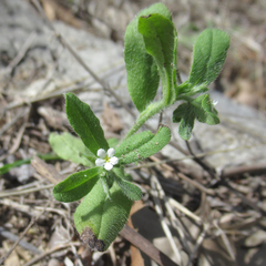 Lithospermum matamorense