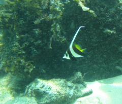 Heniochus diphreutes