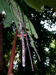 Phaenopharos struthioneus
