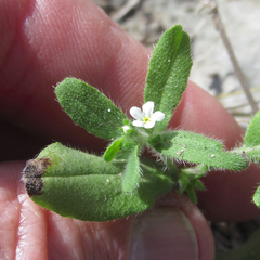 Lithospermum matamorense