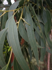 Eucalyptus longifolia