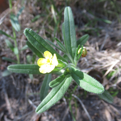 Lithospermum mirabile