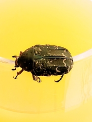 Protaetia orientalis