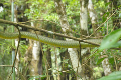 Chironius bicarinatus