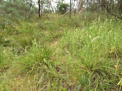 Lomandra densiflora