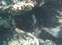 Plectroglyphidodon gascoynei