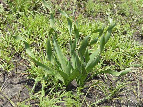 Nerine krigei