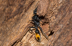 Myrmecia mandibularis
