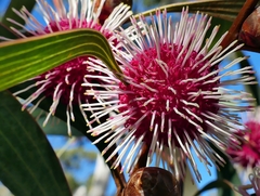 Hakea laurina