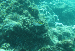 Chromis nitida