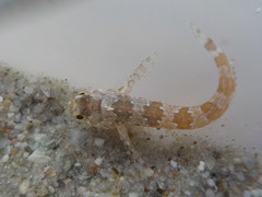 Lipophrys trigloides