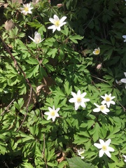 Anemonoides nemorosa