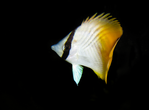 Threadfin Butterflyfish
