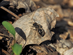 Osmia bicolor
