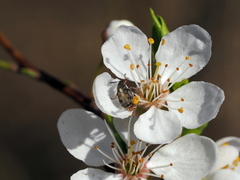 Megabruchidius dorsalis
