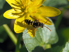 Nomada lathburiana
