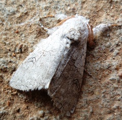 Calliteara grotei
