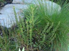 Alectra sessiliflora sessiliflora