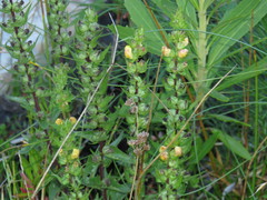 Alectra sessiliflora sessiliflora