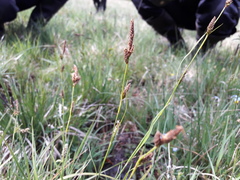 Carex hostiana