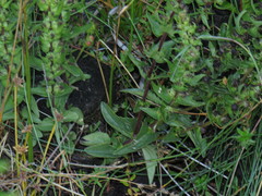 Alectra sessiliflora sessiliflora