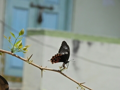 Papilio polytes