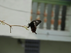 Papilio polytes