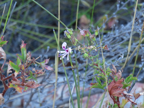 Pelargonium sublignosum, photograph 6