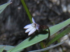 Wimmerella arabidea