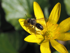Osmia bicolor