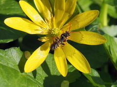 Nomada lathburiana