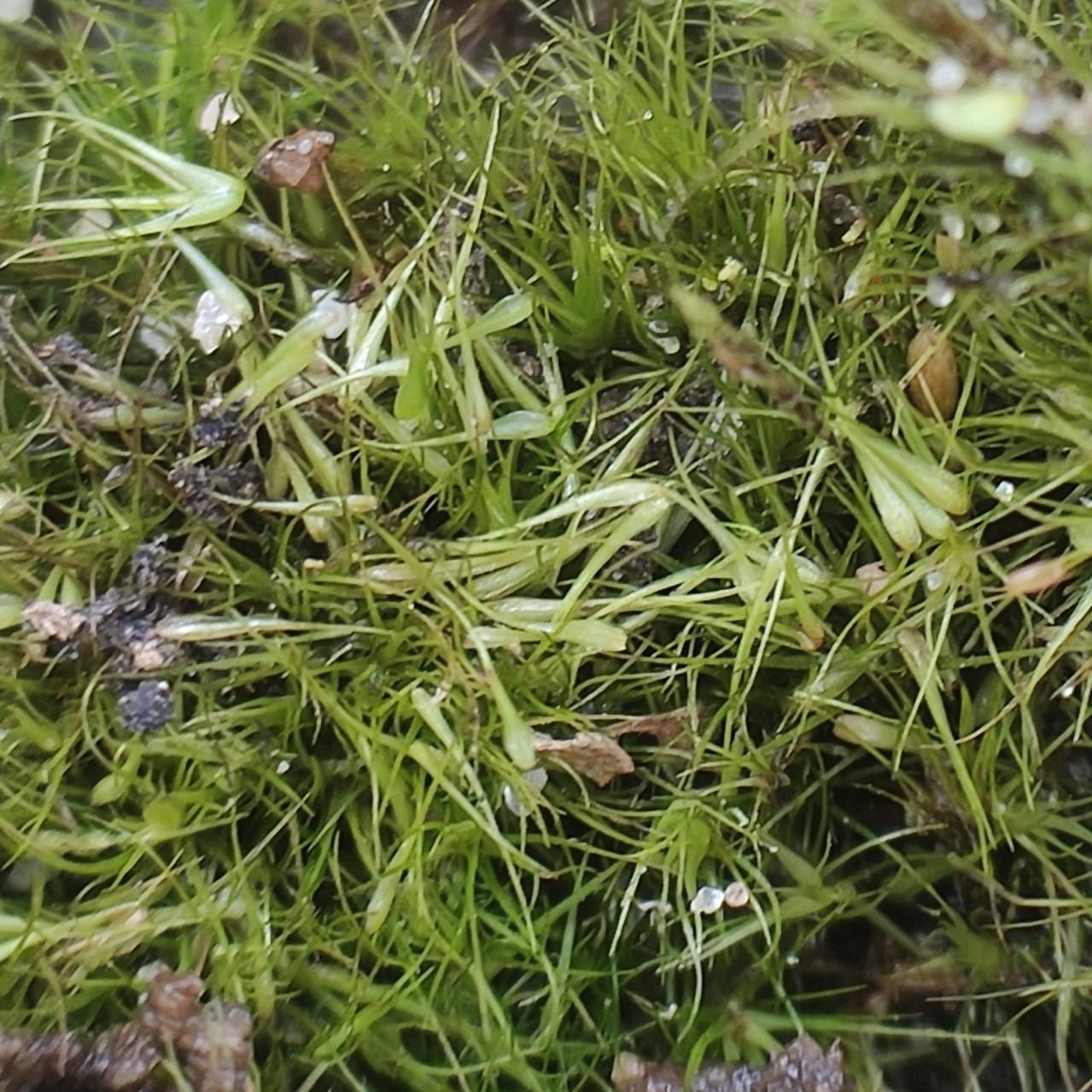 Campylopus pyriformis