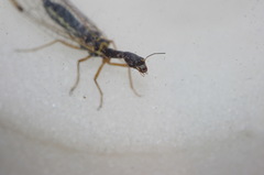 Dichrostigma flavipes