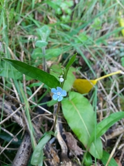 Omphalodes nitida
